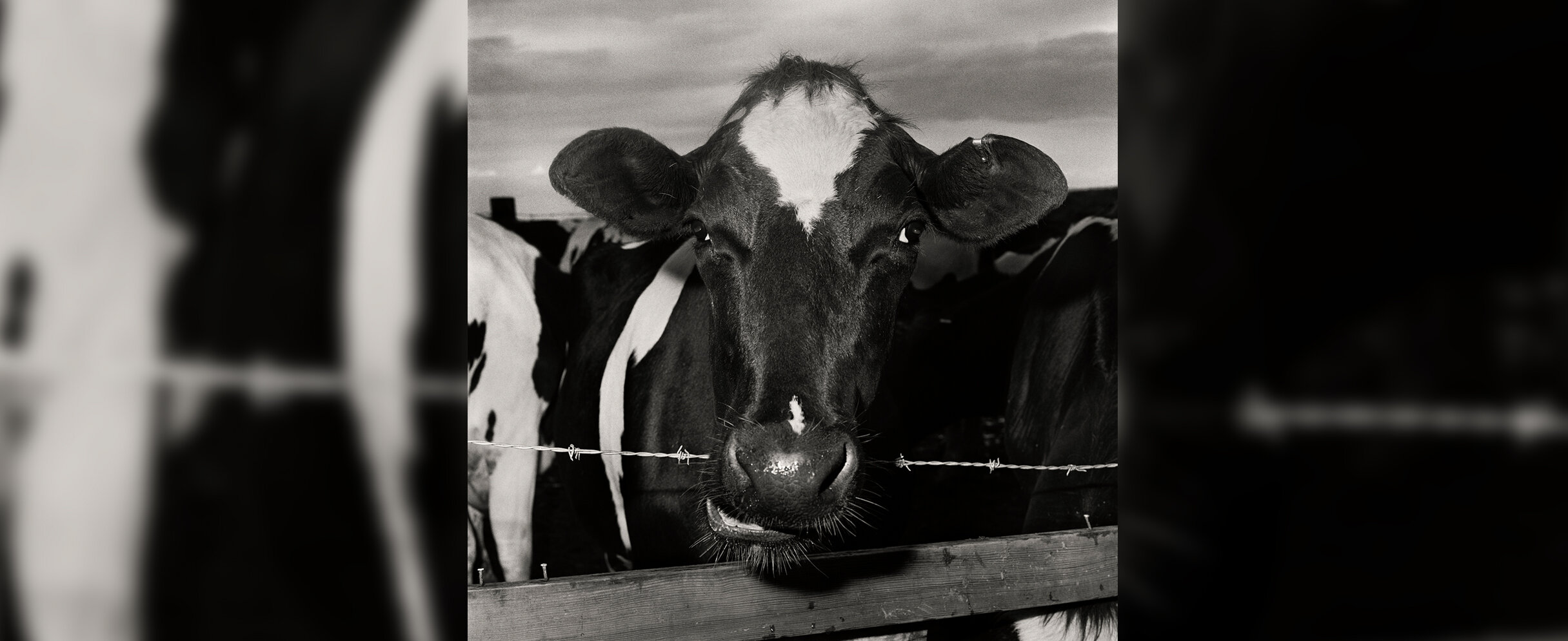 Foto von Peter Hujar zeigt eine Kuh, frontal hinter einem Zaun.