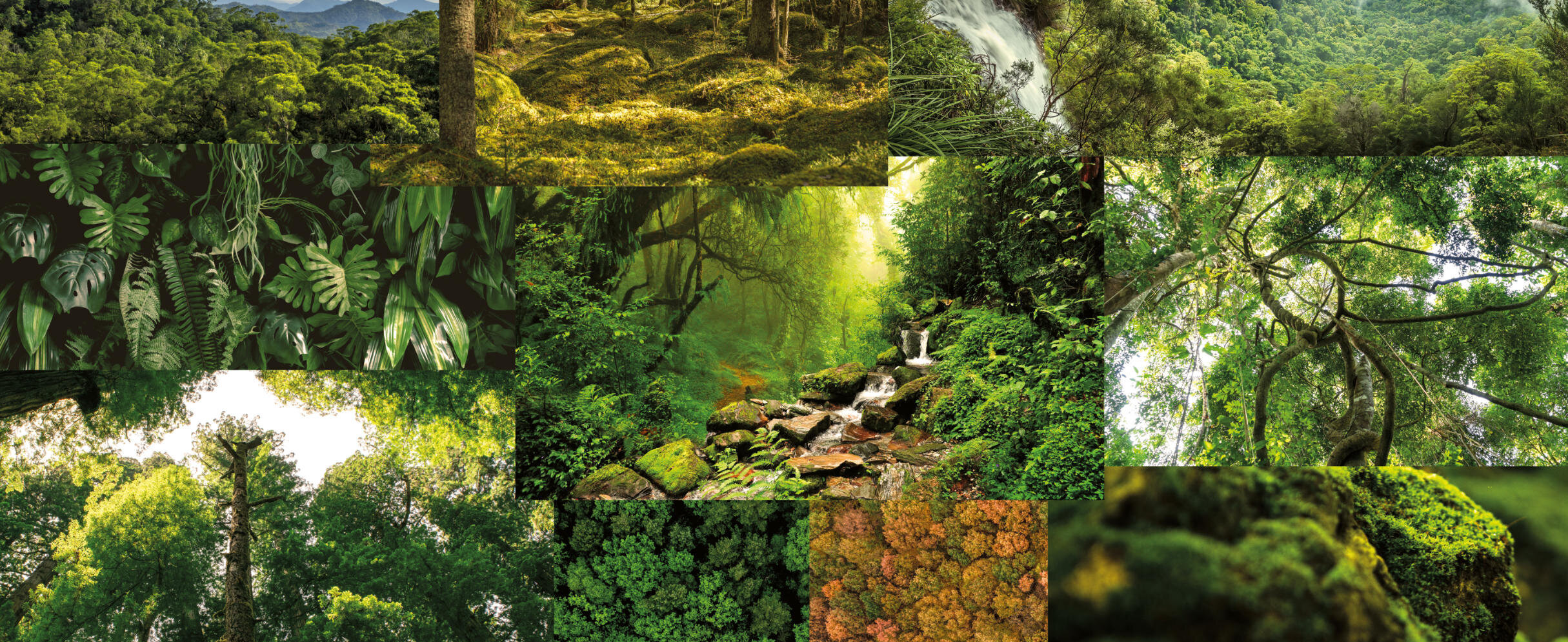 Collage aus Waldfotos